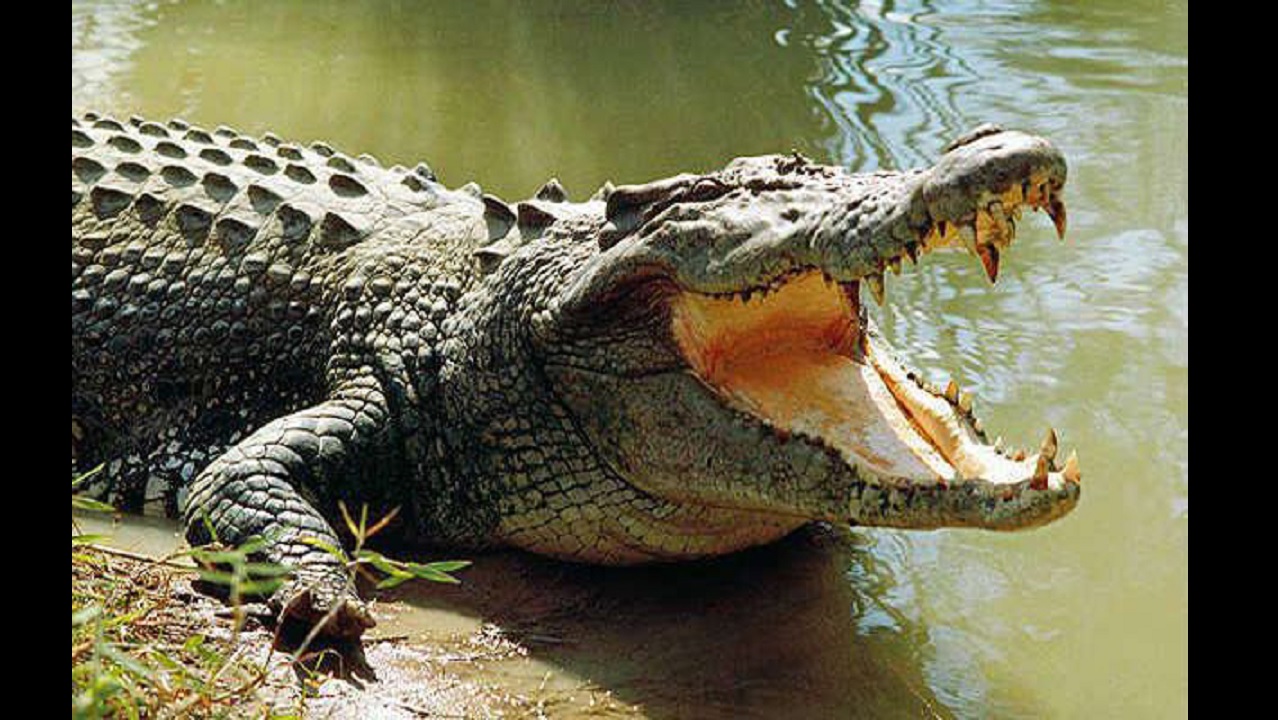 Crocodile kills another person on lake Edward.