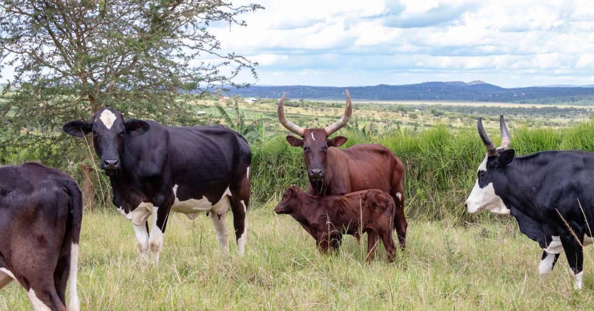 Farmers blame NDA for fake drugs on the market in Kiruhura