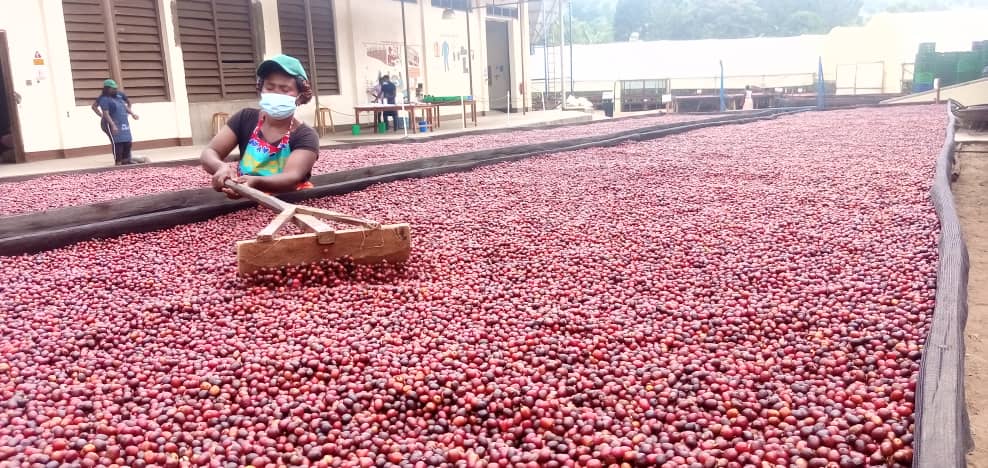 Rwenzori to improve coffee quality