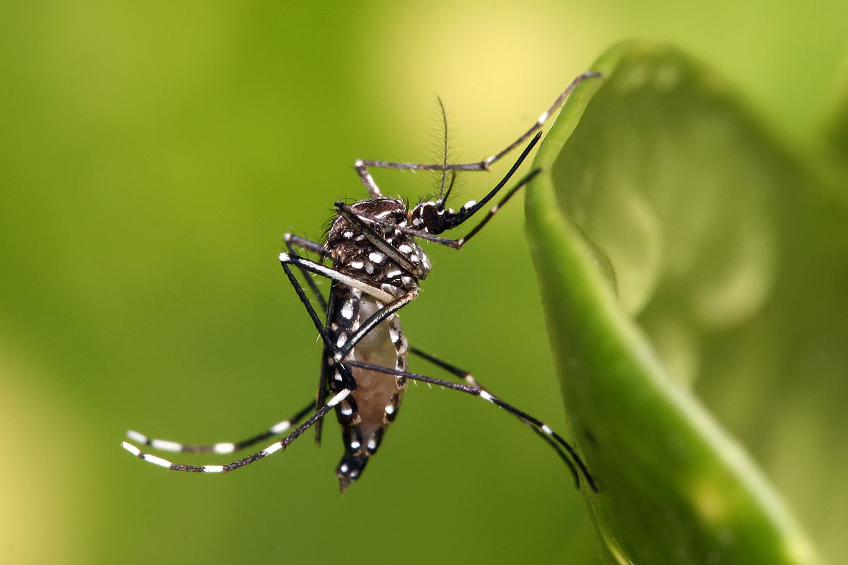 Egypti mosquito that causes yellow fever sighted in Kasese