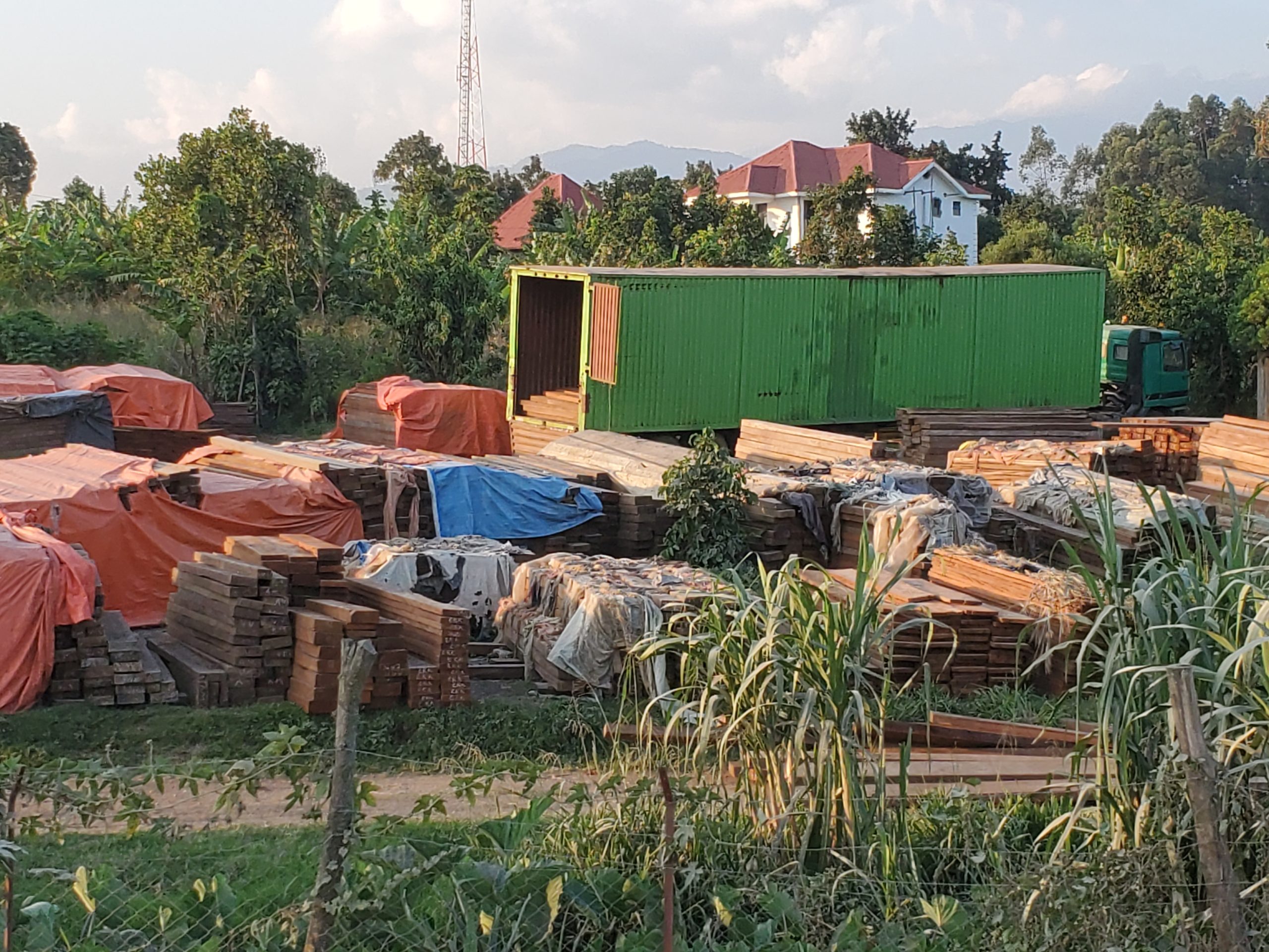 Illegal Timber Trade at Uganda-DRC Border Fuels Corruption, Illicit Flows, and Accelerates Forest Loss