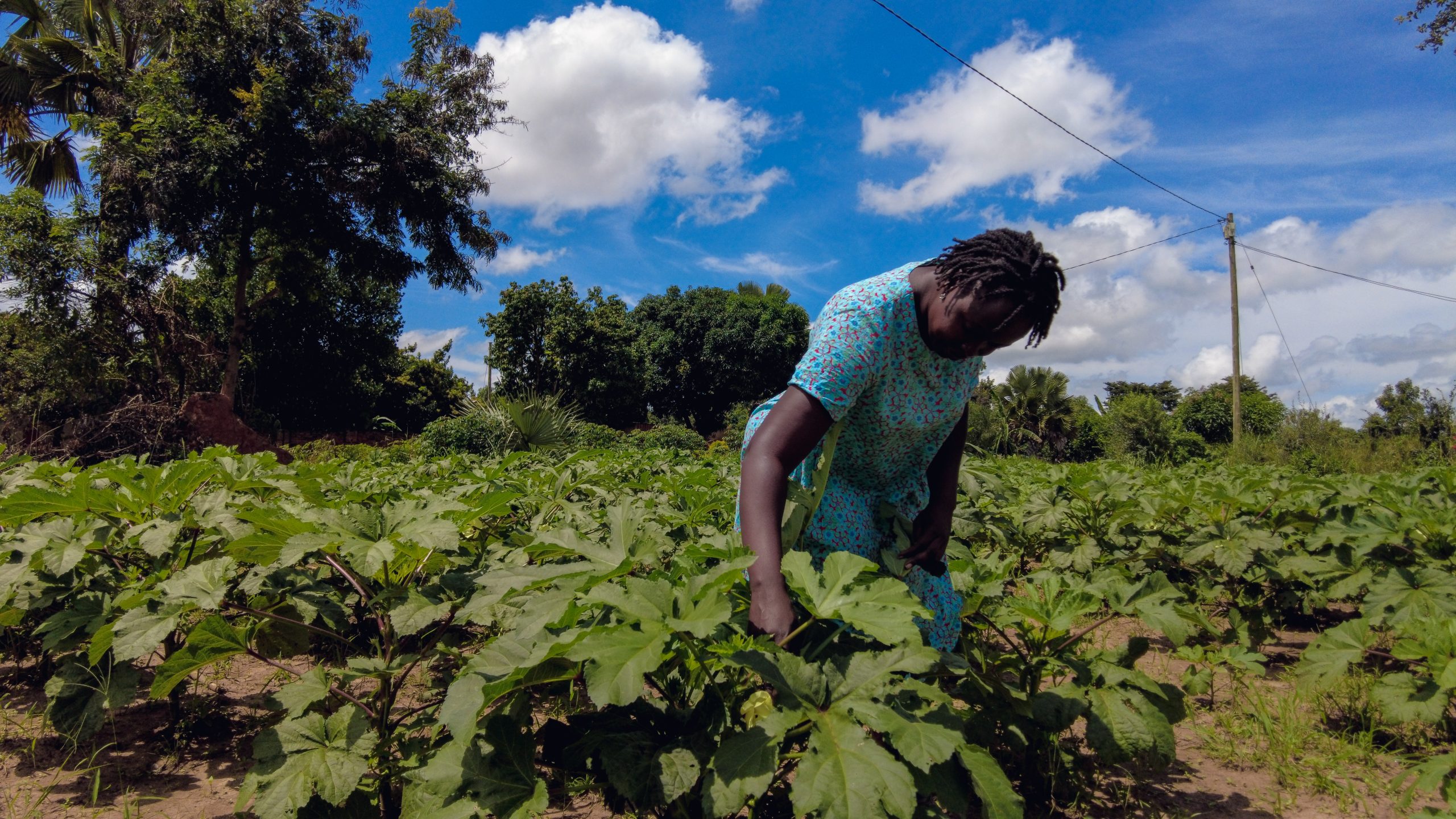 Climate Smart Farming in Uganda: The Rise of Knowledge Based Peri Urban Agriculture in Gulu City