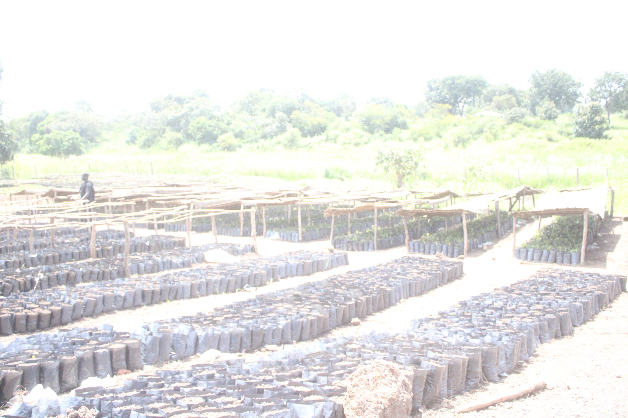 Yumbe District:  Yumbe restores 25% of Forest cover from 2021
